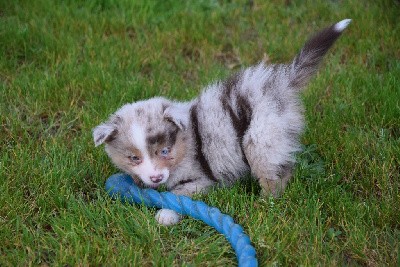 Mâle rouge merle 