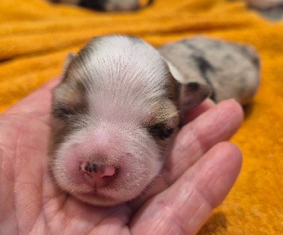 Mâle bleu merle (ou rouge merle)