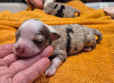 Mâle bleu merle (ou rouge merle)