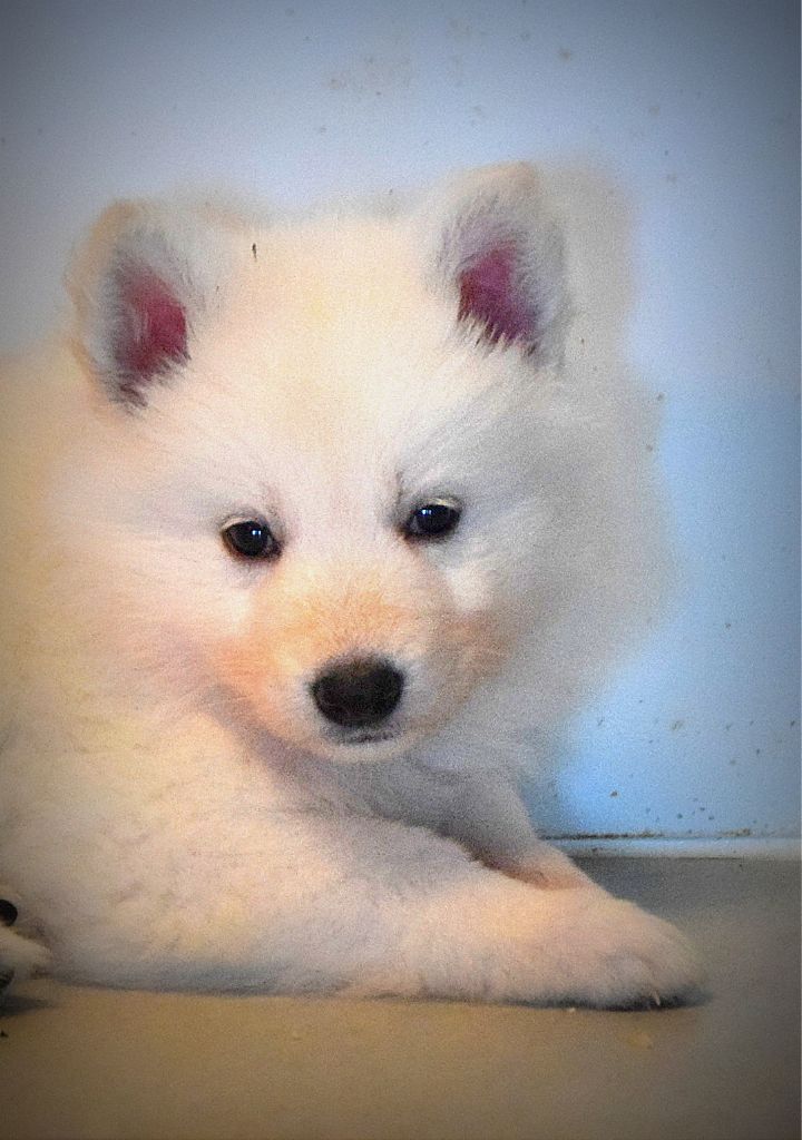 du petit Duc Victoria - Chiot disponible  - Berger Blanc Suisse