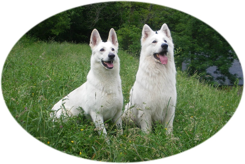 du petit Duc Victoria - Berger Blanc Suisse - Portée née le 08/08/2009