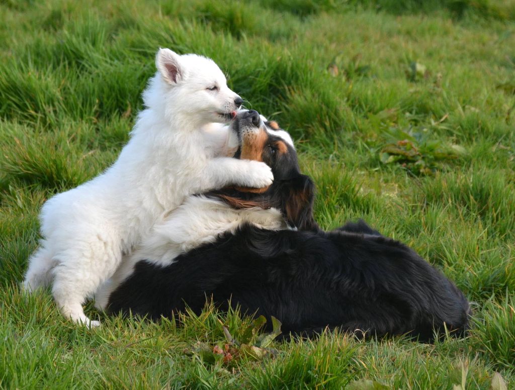 chiot Berger Blanc Suisse du petit Duc Victoria