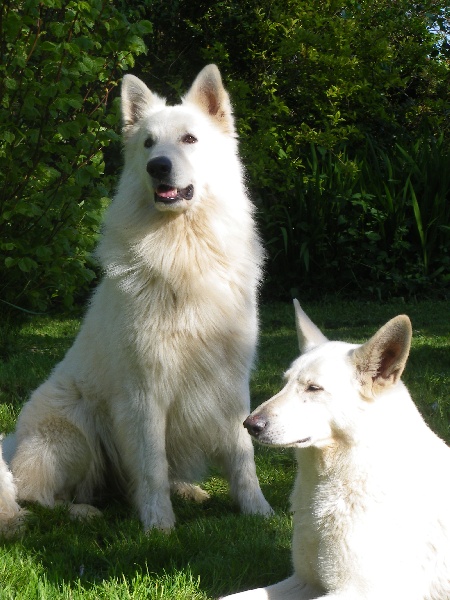 du petit Duc Victoria - Berger Blanc Suisse - Portée née le 08/02/2010