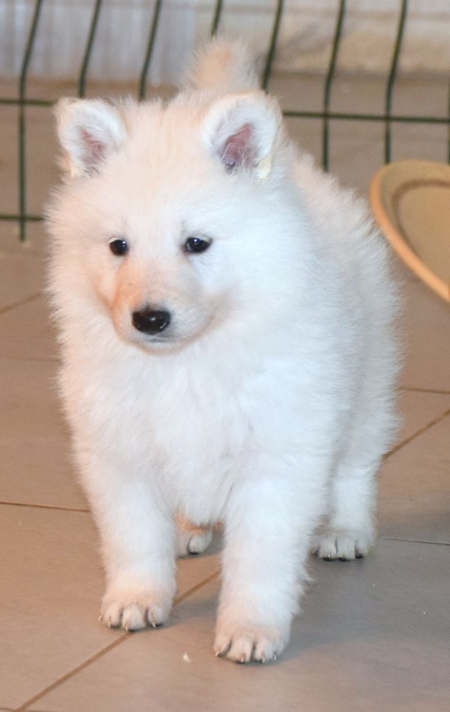 du petit Duc Victoria - Chiot disponible  - Berger Blanc Suisse