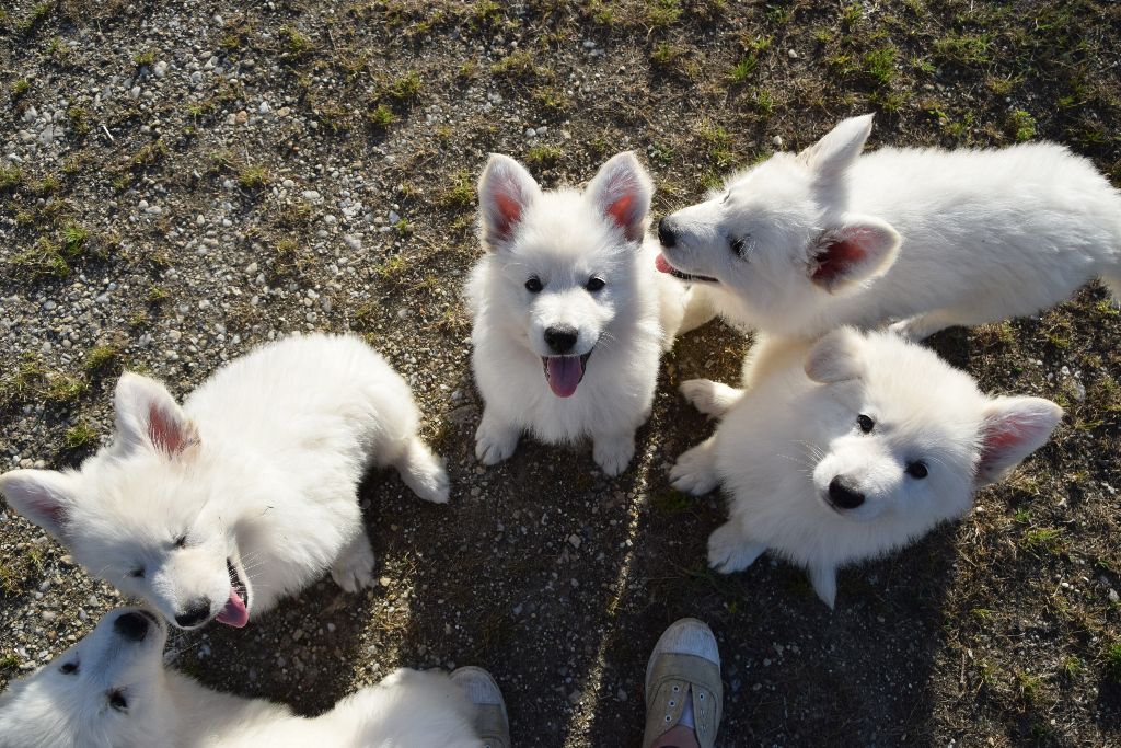 chiot Berger Blanc Suisse du petit Duc Victoria