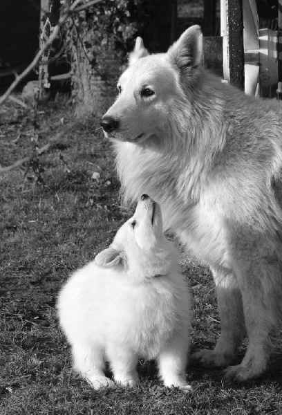 du petit Duc Victoria - Berger Blanc Suisse - Portée née le 03/12/2014