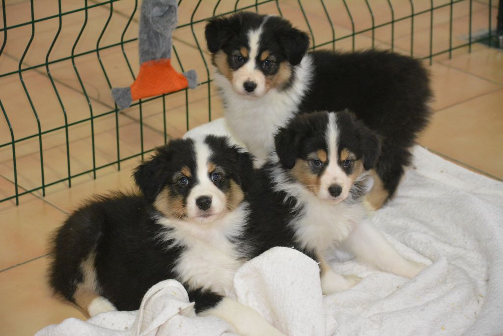 chiot Berger Australien du petit Duc Victoria