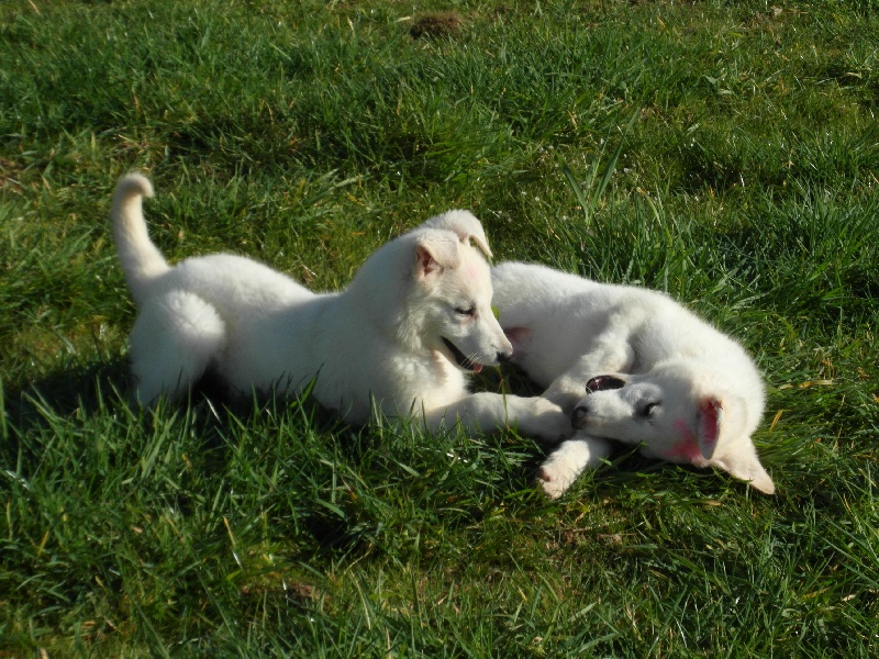 du petit Duc Victoria - Berger Blanc Suisse - Portée née le 13/12/2012