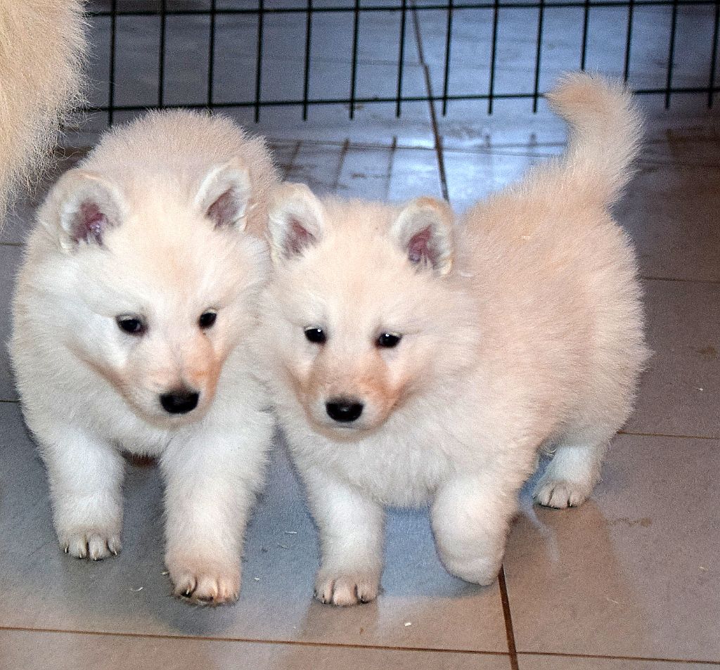 du petit Duc Victoria - Chiot disponible  - Berger Blanc Suisse