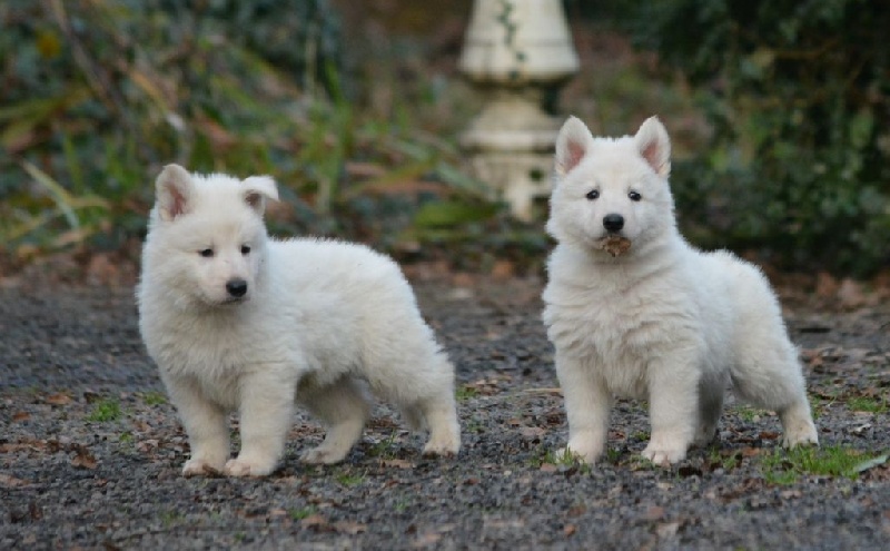 du petit Duc Victoria - Berger Blanc Suisse - Portée née le 24/11/2014