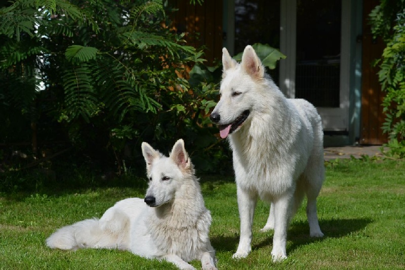 du petit Duc Victoria - Berger Blanc Suisse - Portée née le 01/08/2014