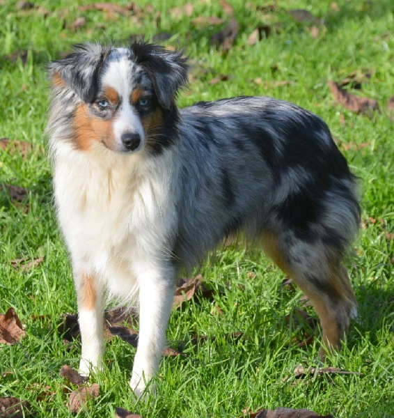 L'oreal du petit Duc Victoria