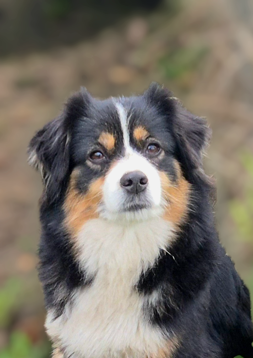 Unchain my heart (dite choupinette) du petit Duc Victoria