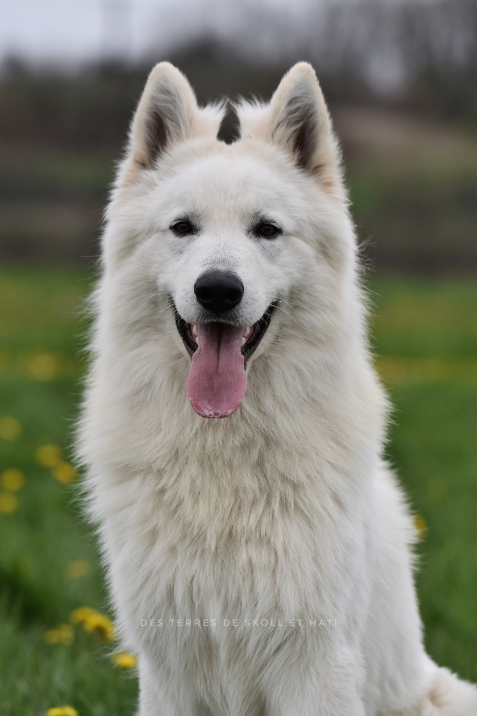 White is white fenrir du petit Duc Victoria
