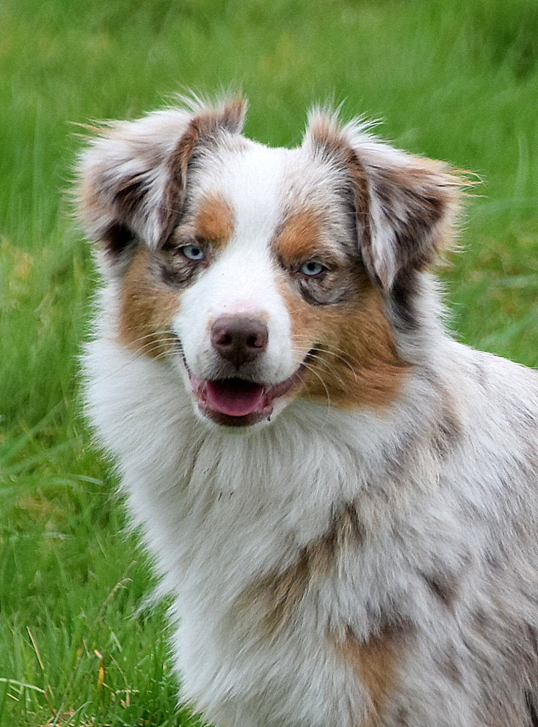 AMAZING GRACE du petit Duc Victoria