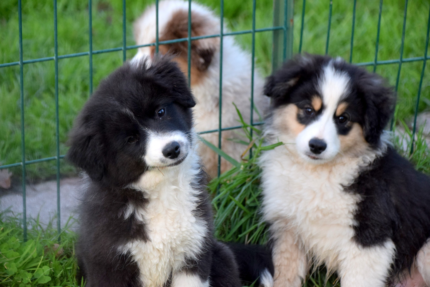 Des chiots de DICE x PANDA restent disponibles pour amateurs de sports canins