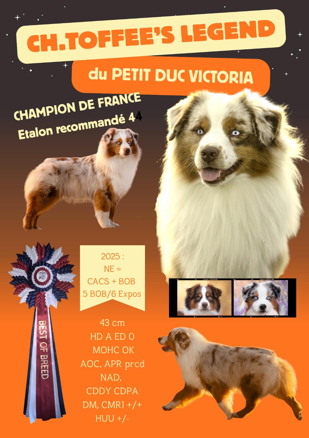 Homologation du titre de CHAMPION DE FRANCE de TOFFEE'S LEGEND