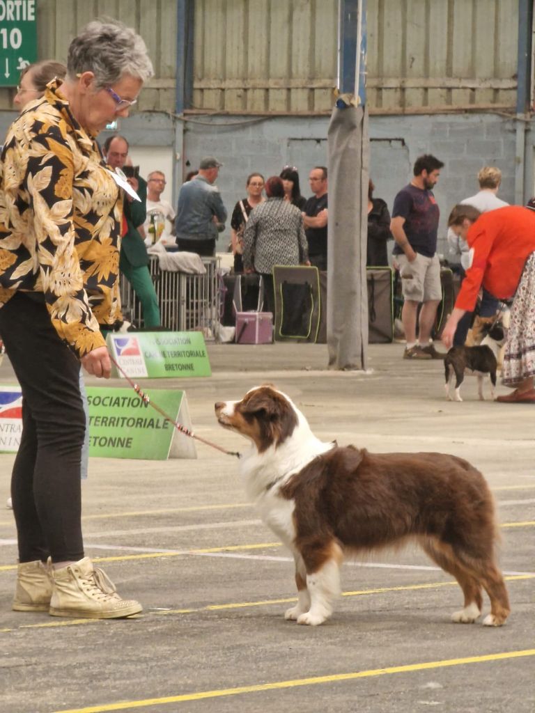 Exposition canine nationale de St Brieuc 