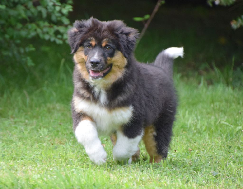 du petit Duc Victoria - Berger Américain Miniature  - Portée née le 07/05/2021