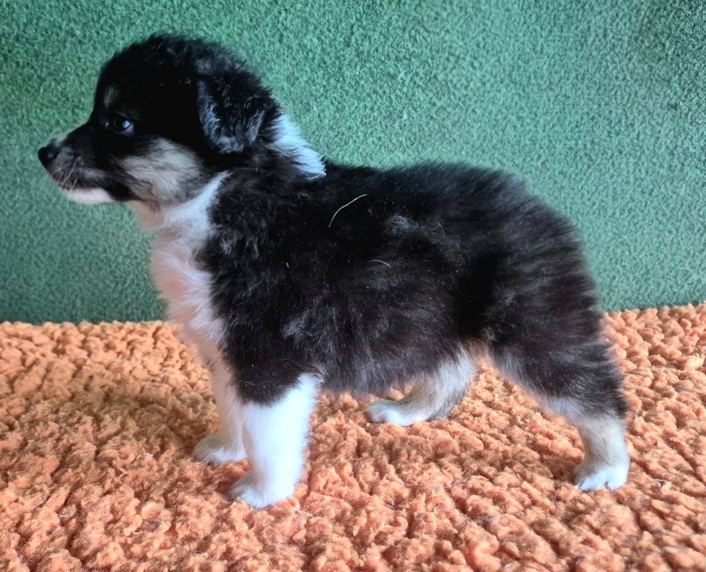 du petit Duc Victoria - Chiots disponibles - Berger Américain Miniature 