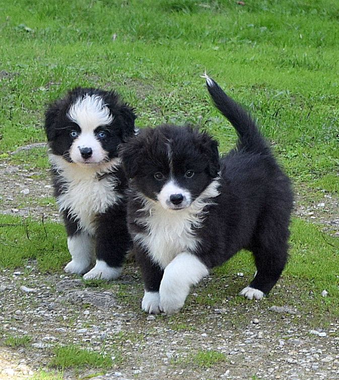 du petit Duc Victoria - Chiots disponibles - Berger Américain Miniature 