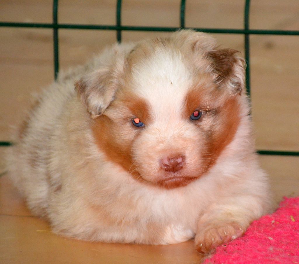 du petit Duc Victoria - Berger Australien - Portée née le 27/05/2020