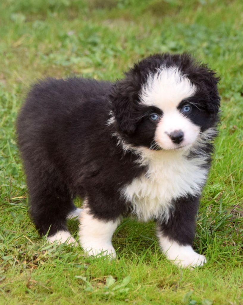 du petit Duc Victoria - Chiots disponibles - Berger Américain Miniature 