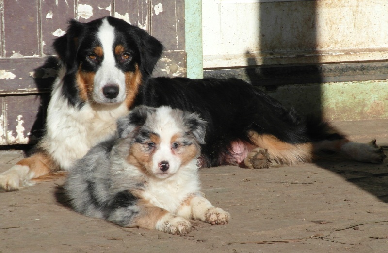 Chiot Berger Australien du petit Duc Victoria