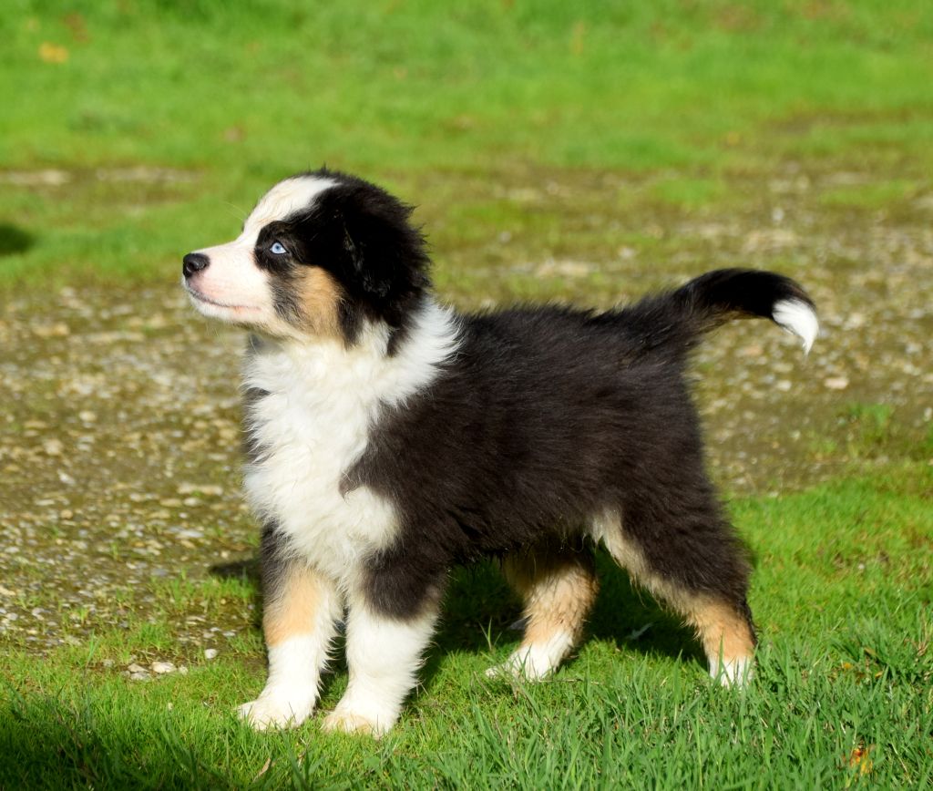 du petit Duc Victoria - Chiots disponibles - Berger Américain Miniature 