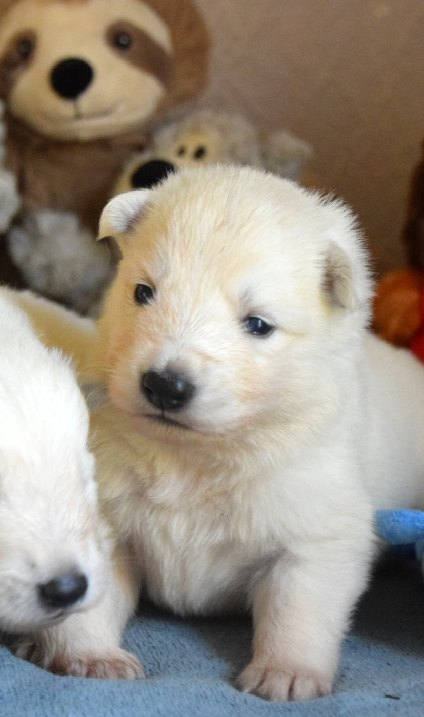du petit Duc Victoria - Berger Blanc Suisse - Portée née le 09/10/2025
