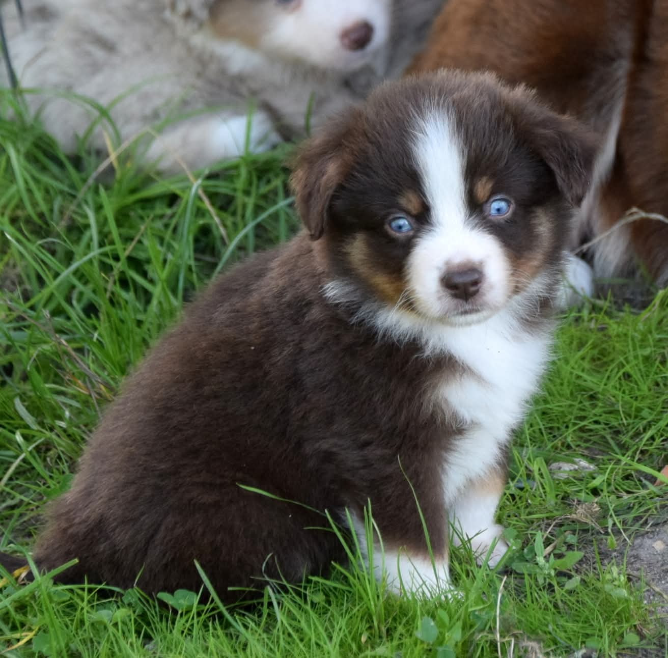 du petit Duc Victoria - Chiots disponibles - Berger Américain Miniature 