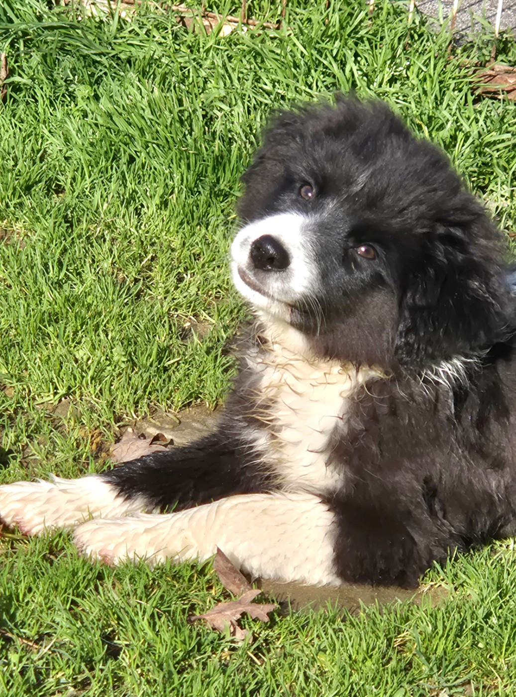 du petit Duc Victoria - Chiots disponibles - Berger Américain Miniature 