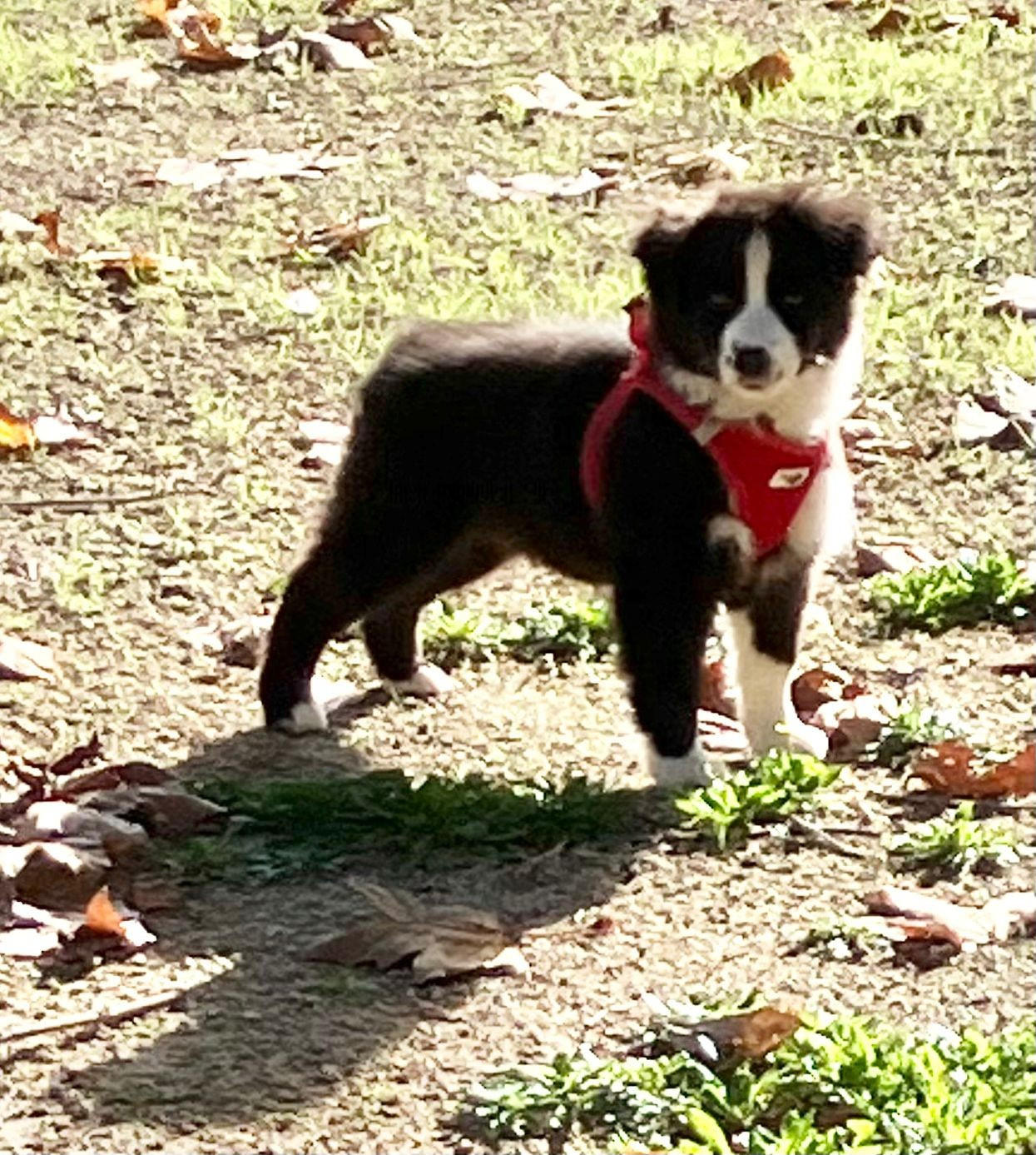 du petit Duc Victoria - Berger Américain Miniature  - Portée née le 11/08/2025