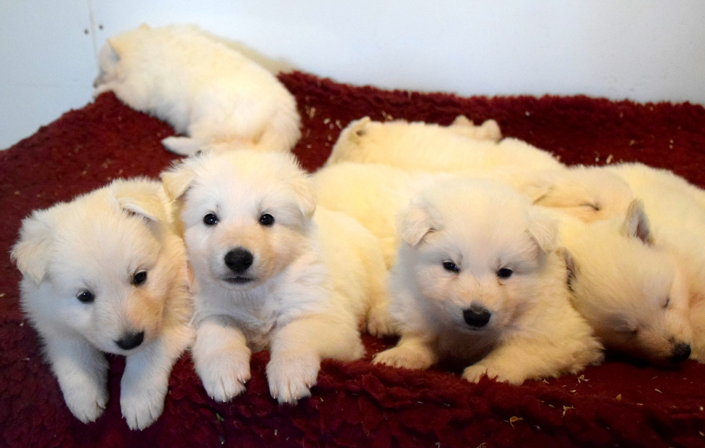 du petit Duc Victoria - Chiots disponibles - Berger Blanc Suisse