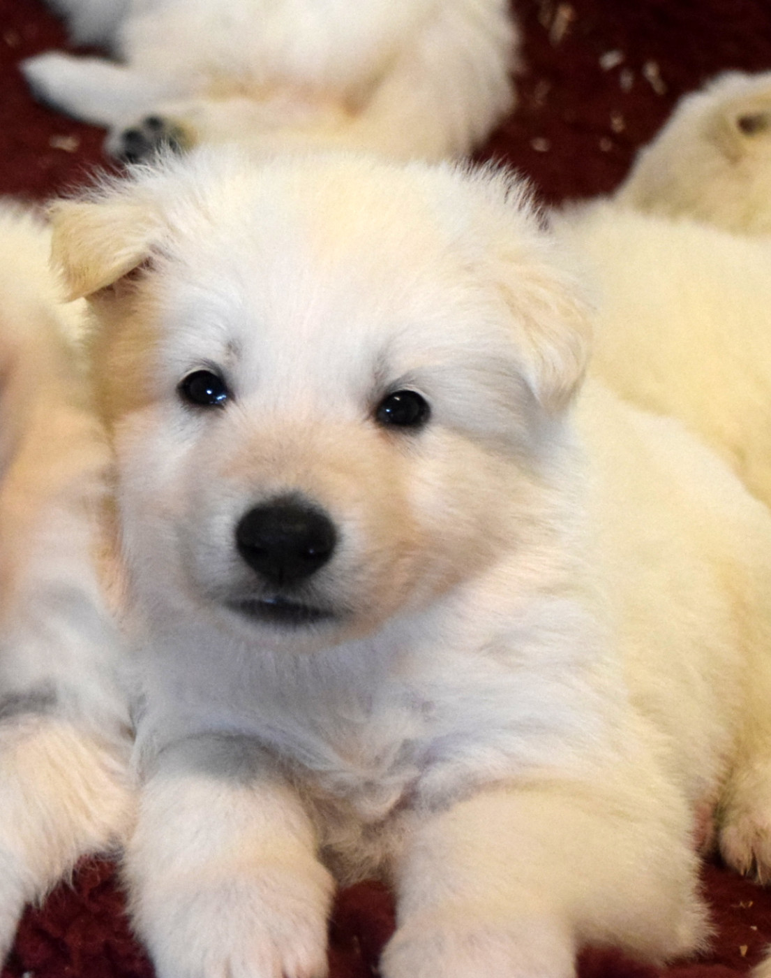 du petit Duc Victoria - Chiots disponibles - Berger Blanc Suisse
