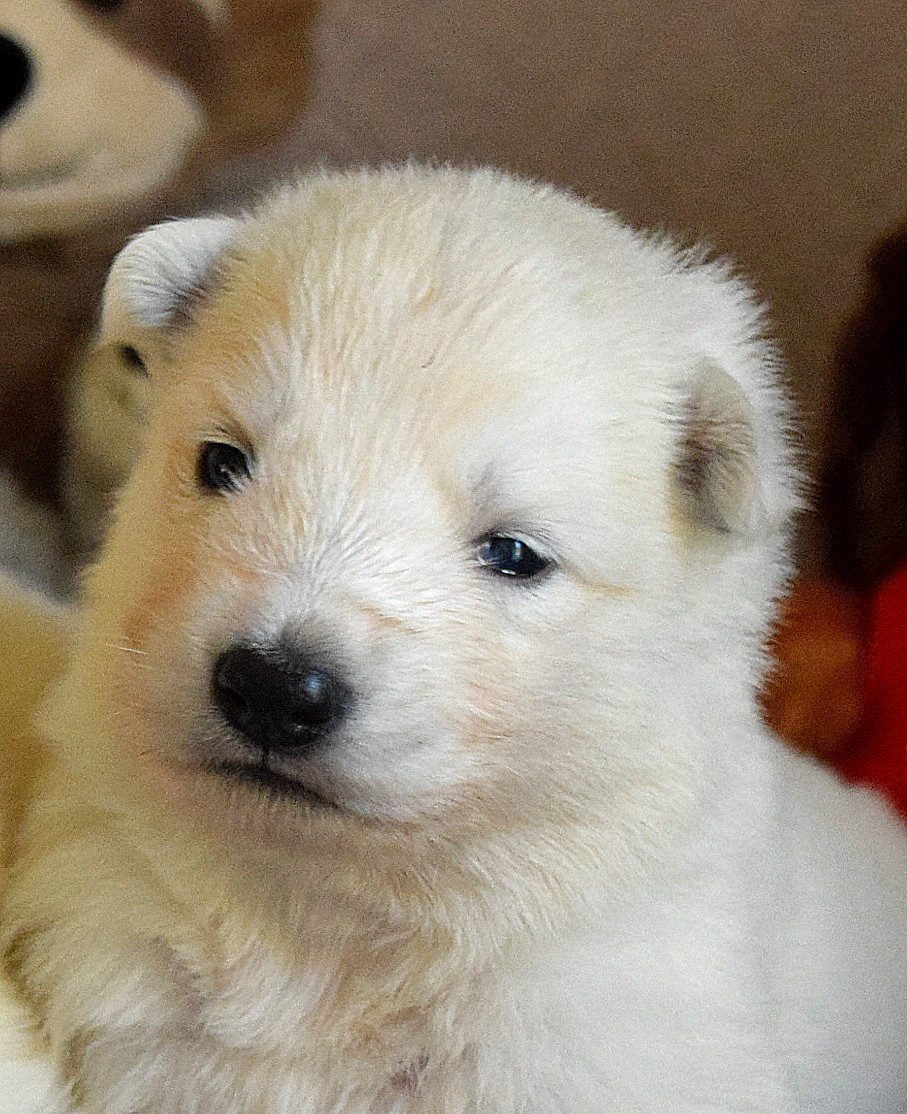 du petit Duc Victoria - Chiots disponibles - Berger Blanc Suisse