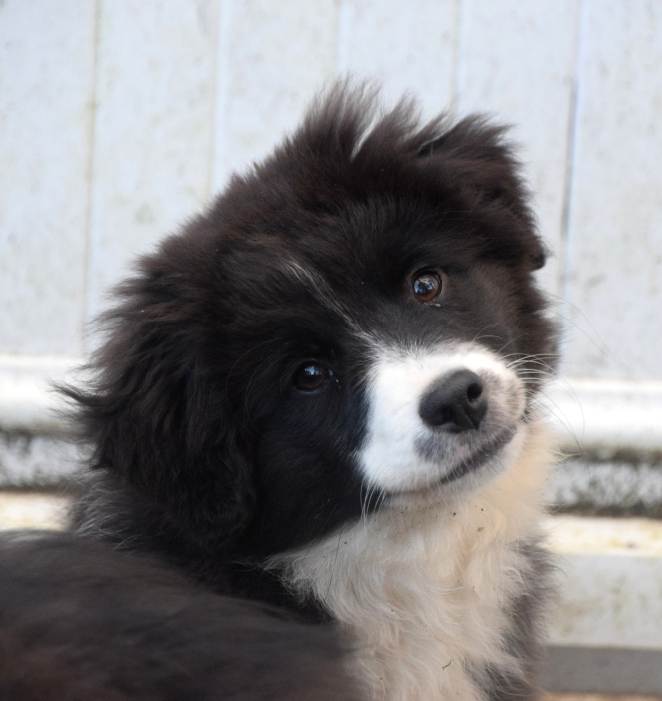 du petit Duc Victoria - Chiots disponibles - Berger Américain Miniature 