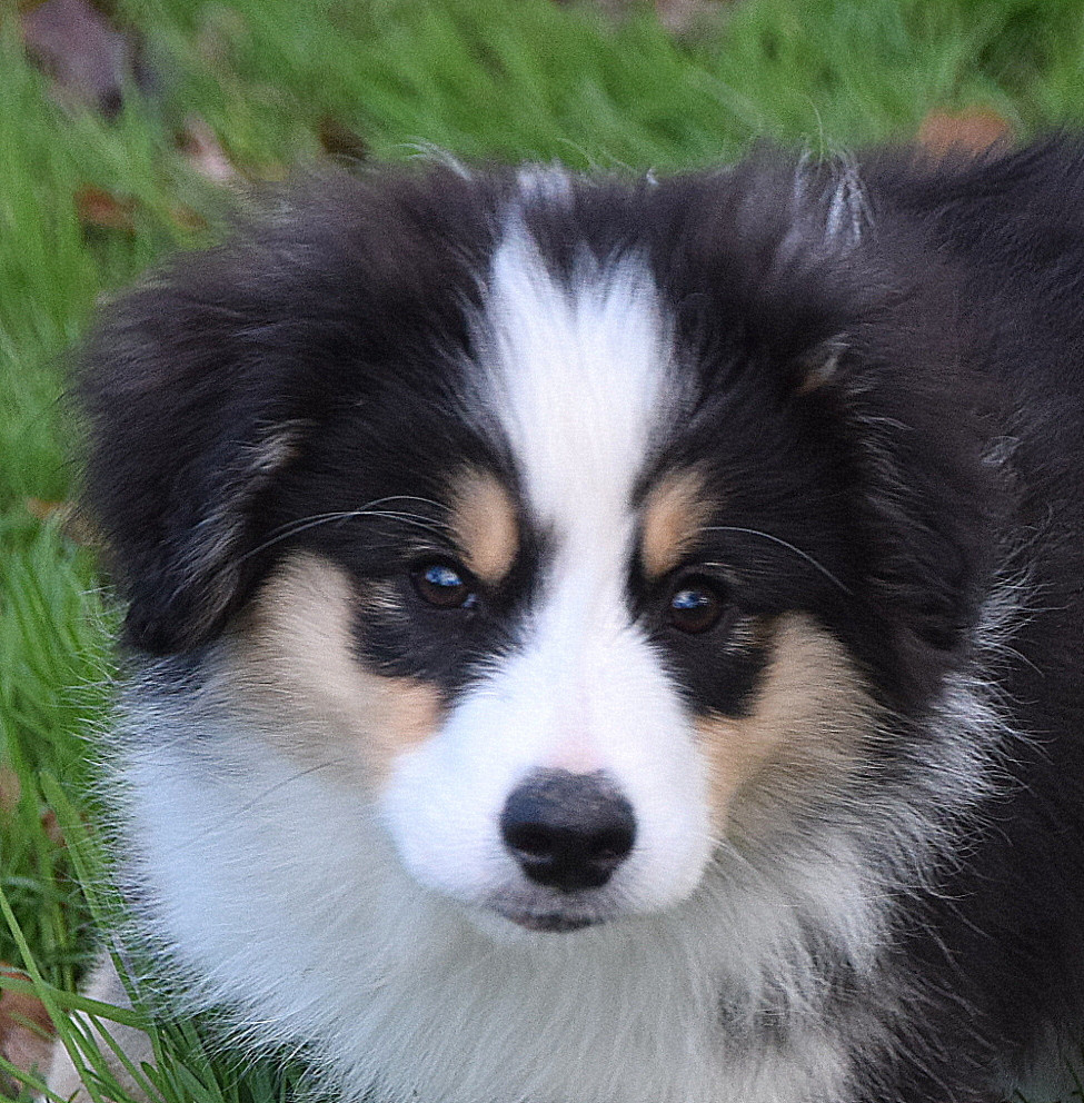 du petit Duc Victoria - Chiots disponibles - Berger Américain Miniature 