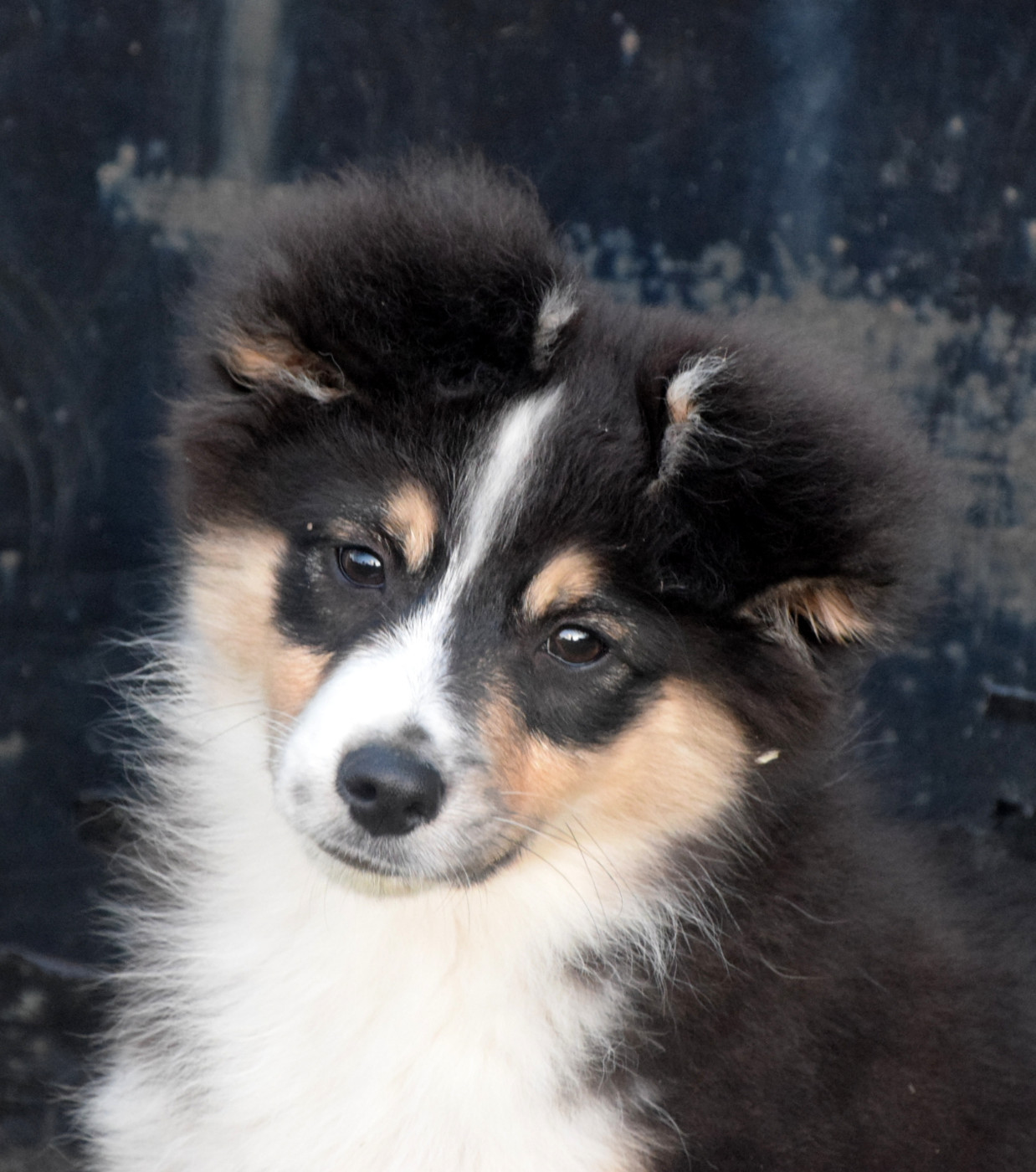 du petit Duc Victoria - Chiots disponibles - Berger Américain Miniature 