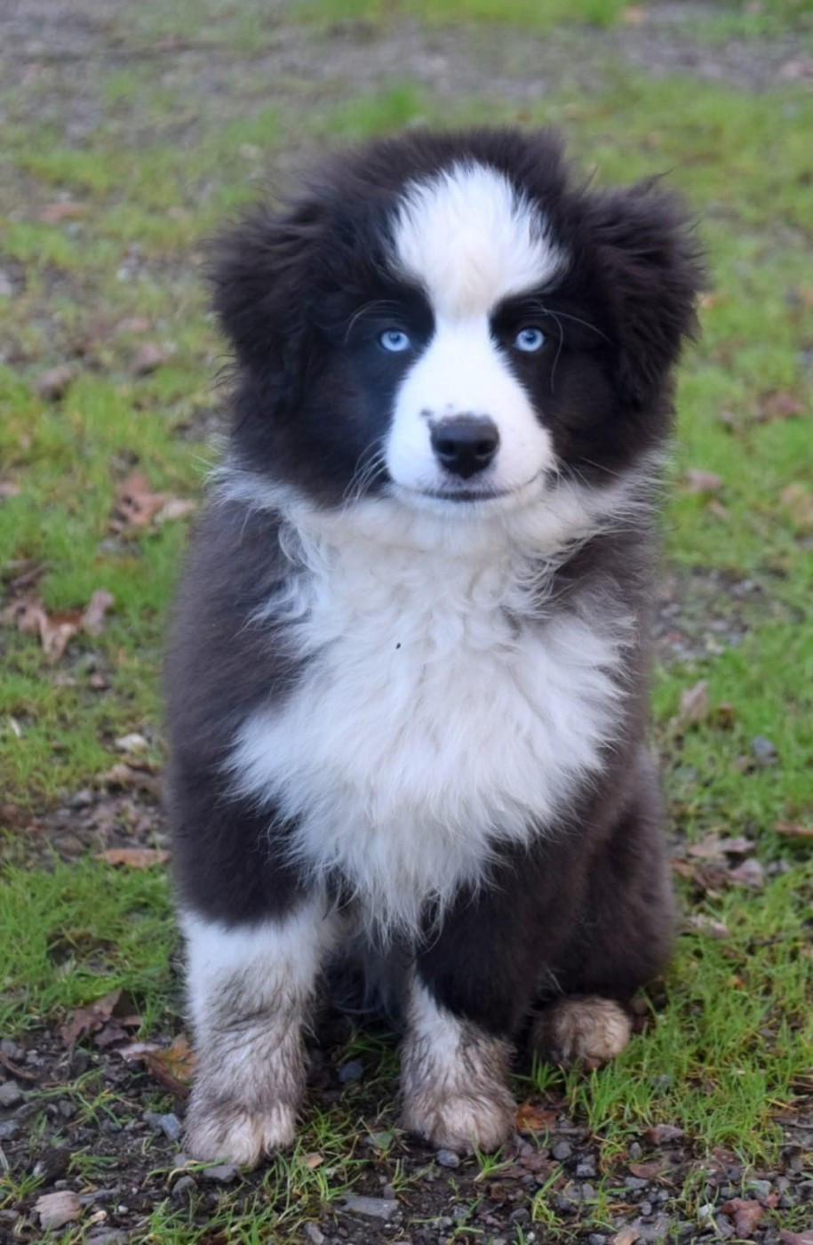 du petit Duc Victoria - Chiots disponibles - Berger Américain Miniature 