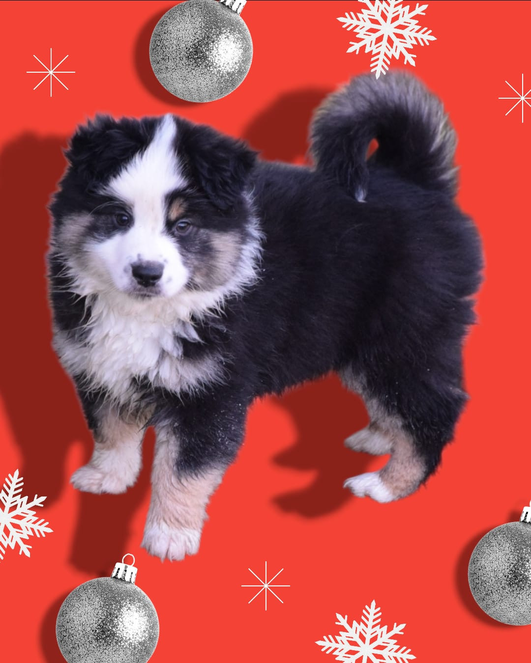 du petit Duc Victoria - Chiots disponibles - Berger Américain Miniature 