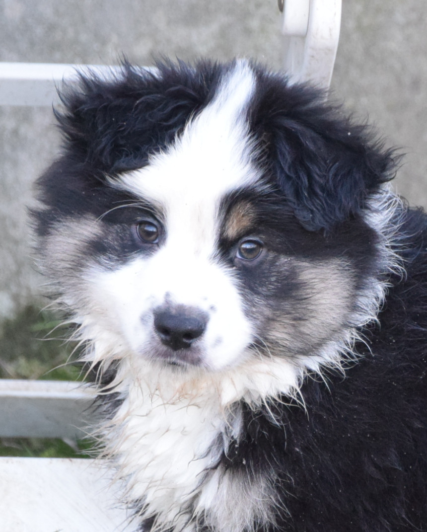 du petit Duc Victoria - Chiots disponibles - Berger Américain Miniature 