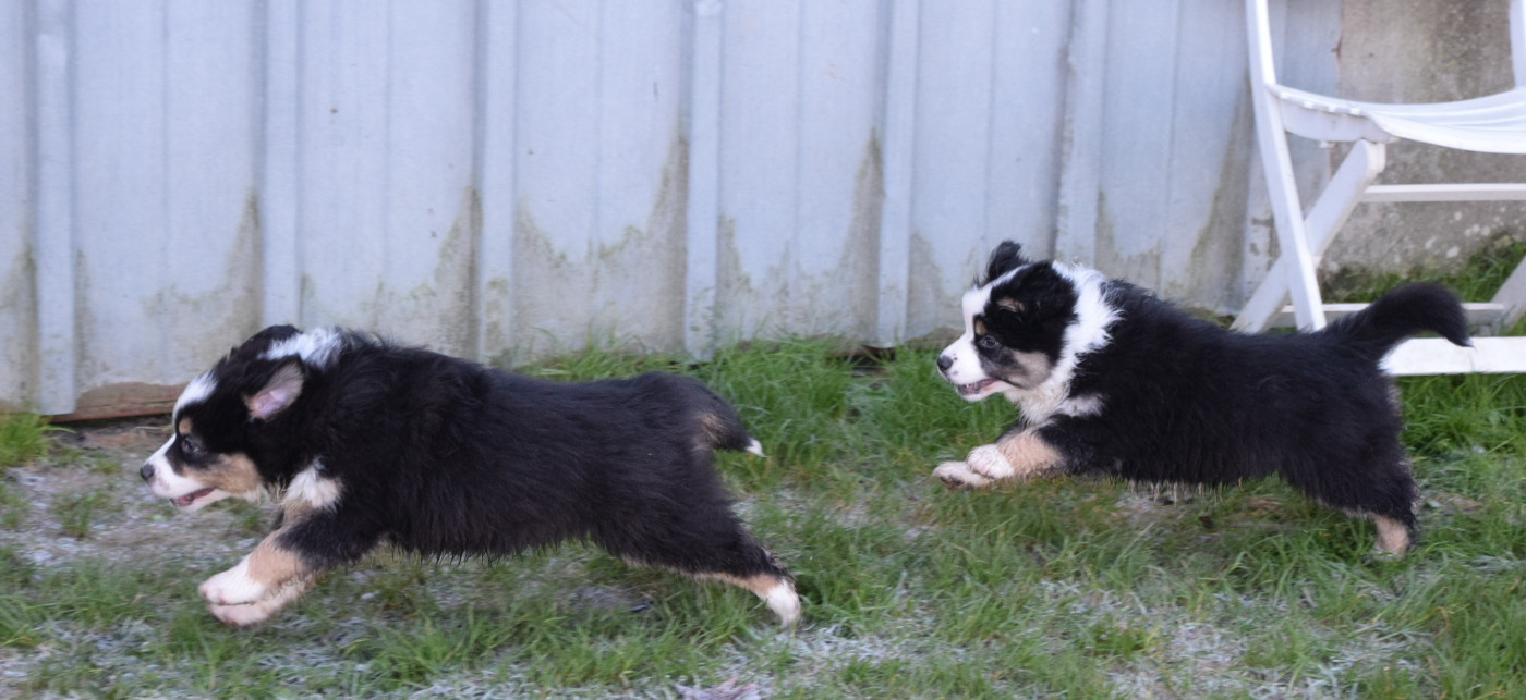 du petit Duc Victoria - Berger Américain Miniature  - Portée née le 02/11/2025