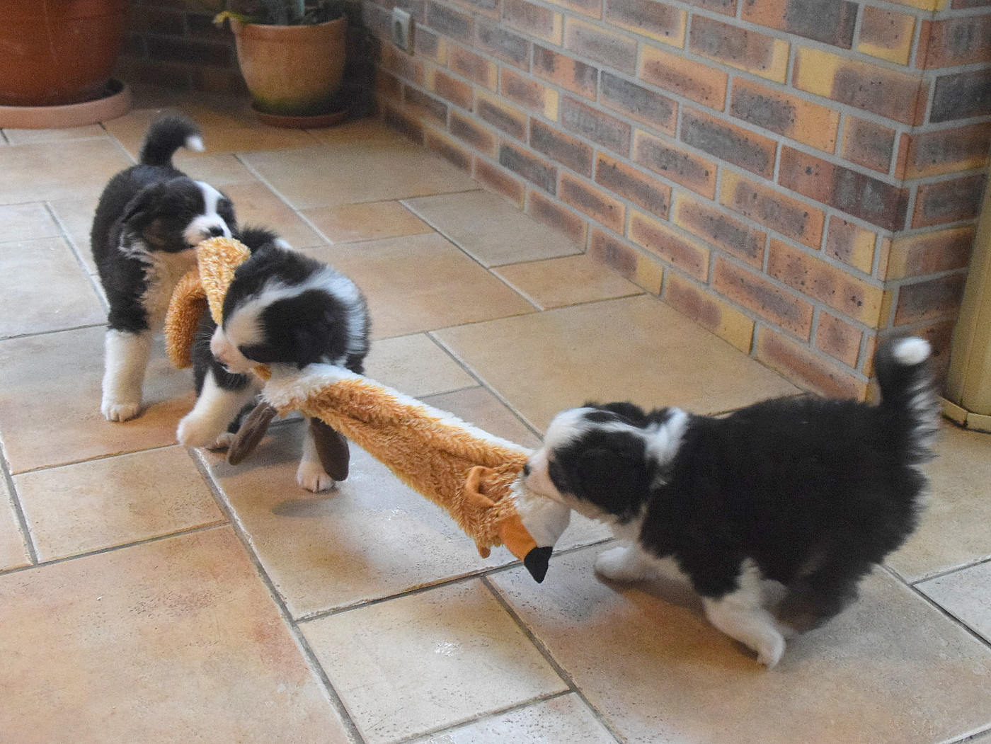 Chiot Berger Américain Miniature  du petit Duc Victoria