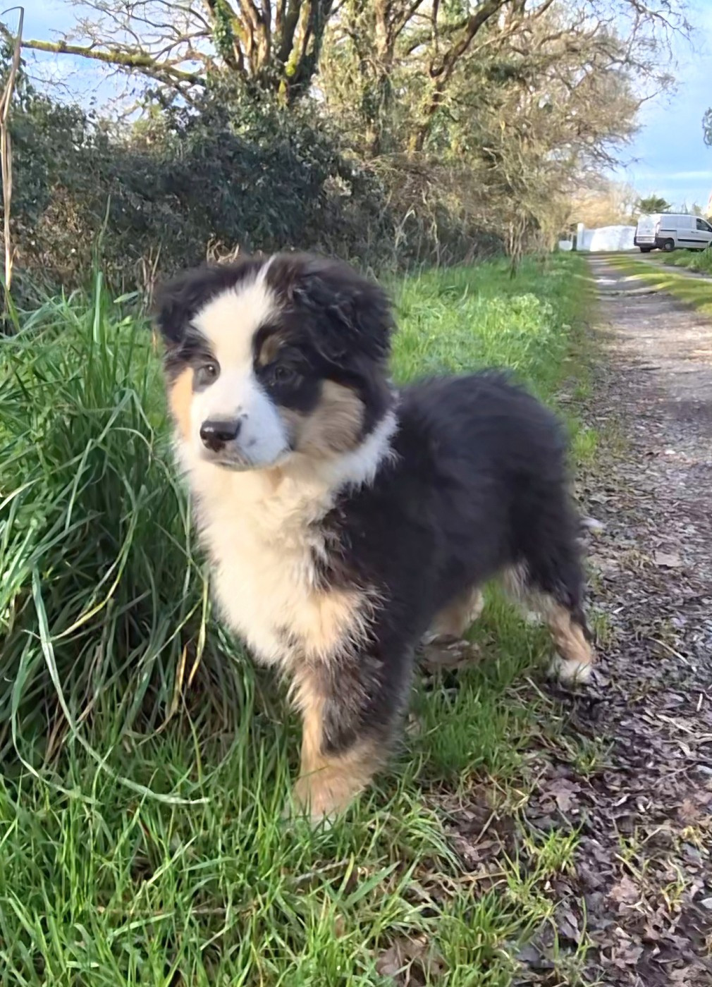 du petit Duc Victoria - Chiots disponibles - Berger Américain Miniature 