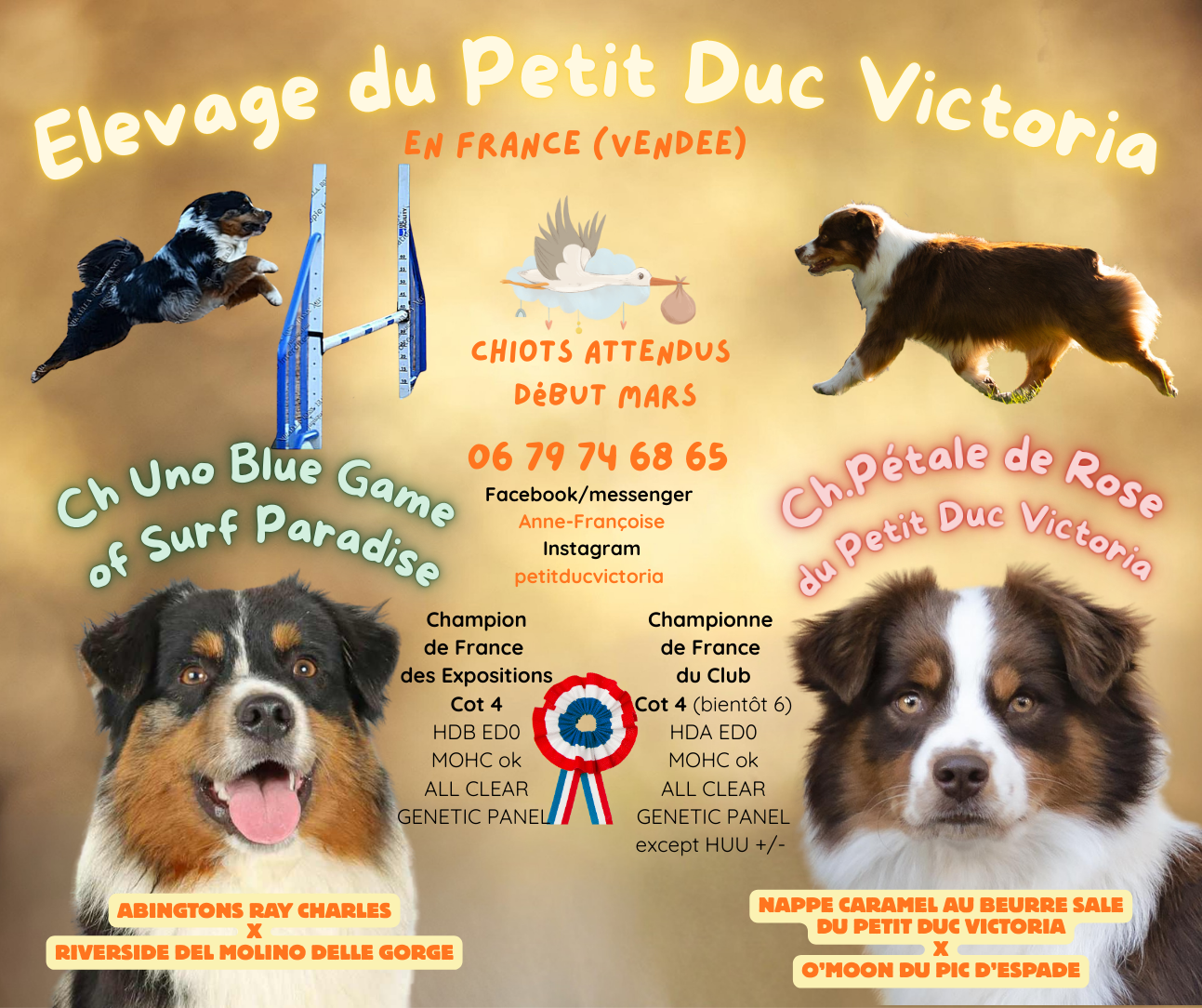 du petit Duc Victoria - Berger Américain Miniature  - Portée née le 02/03/2026