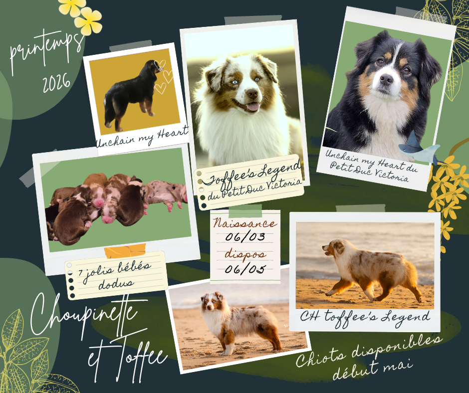 du petit Duc Victoria - Berger Américain Miniature  - Portée née le 06/03/2026