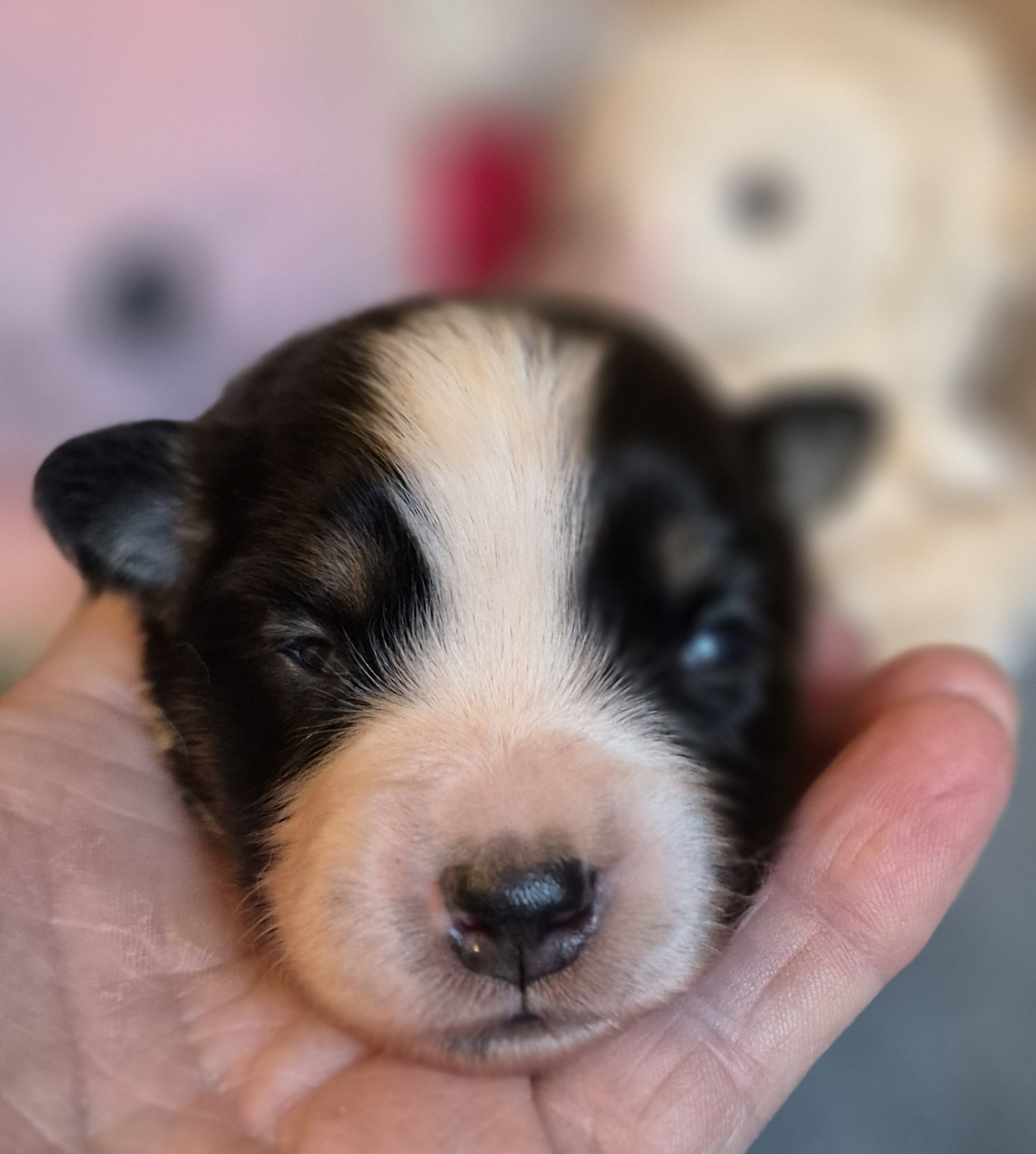 du petit Duc Victoria - Chiots disponibles - Berger Américain Miniature 