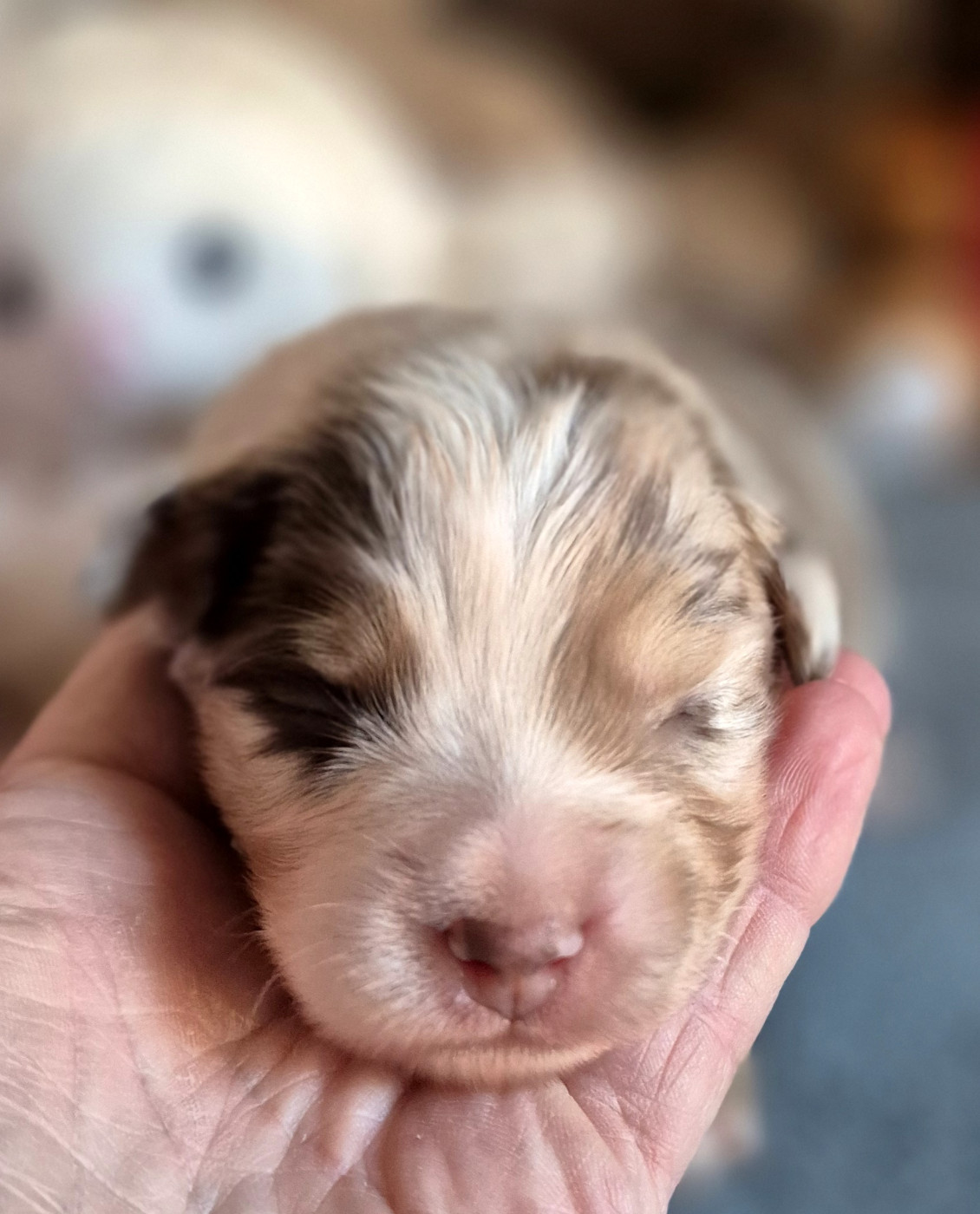 du petit Duc Victoria - Chiots disponibles - Berger Américain Miniature 