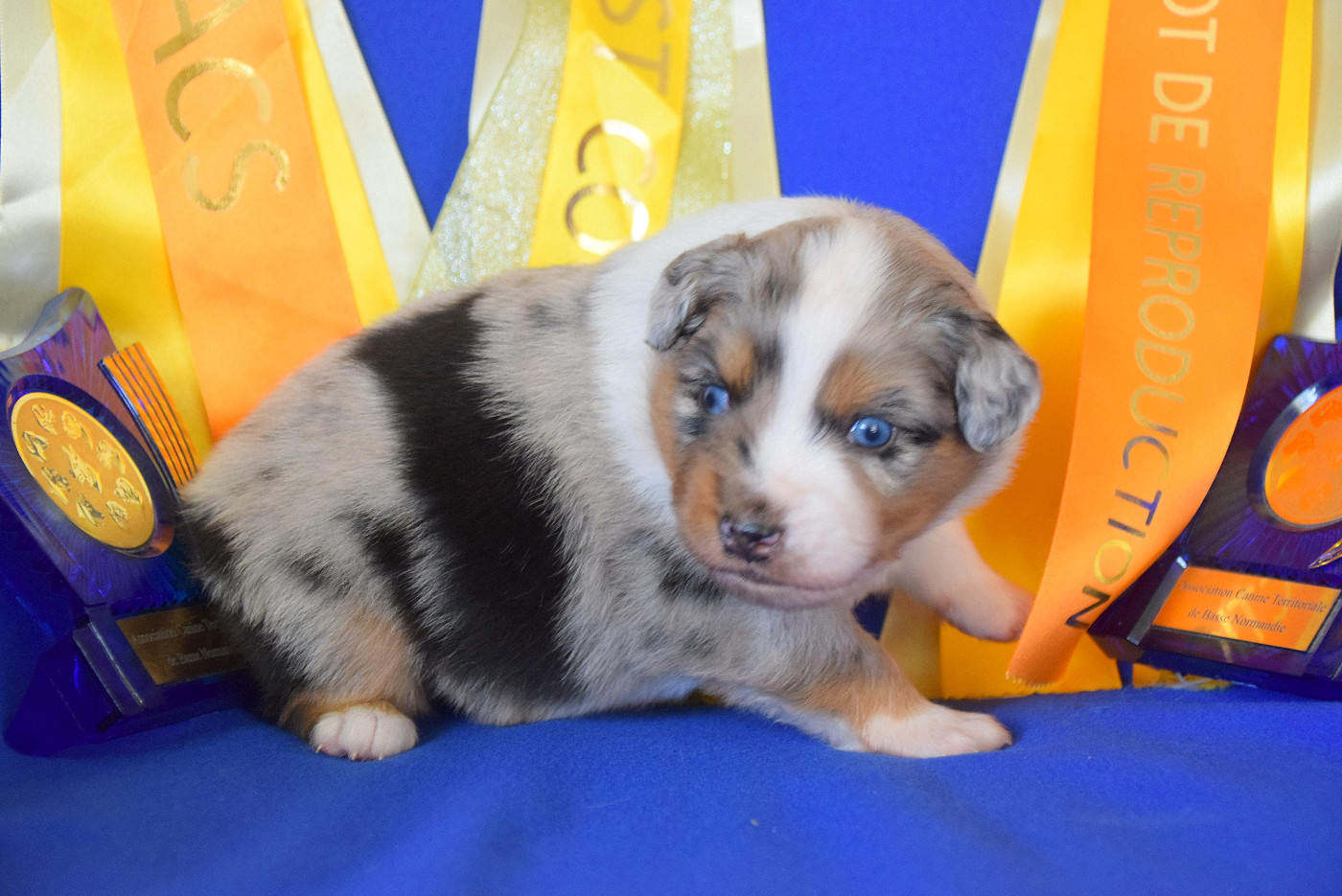 du petit Duc Victoria - Chiots disponibles - Berger Américain Miniature 